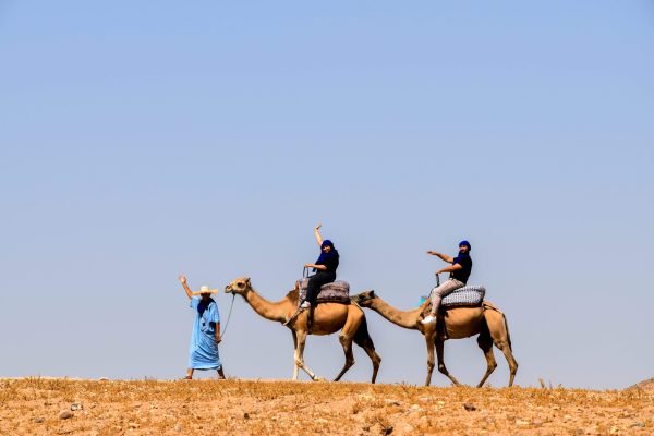 Agafay Desert Camel